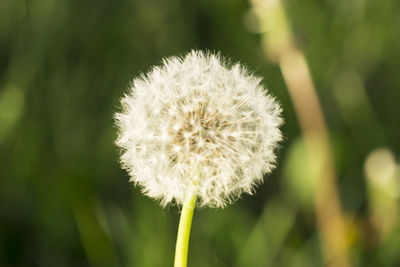 Close-up of dandelion flower