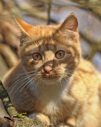 Close-up portrait of cat