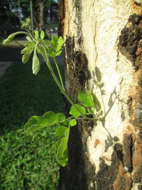 Close-up of ivy growing on plant