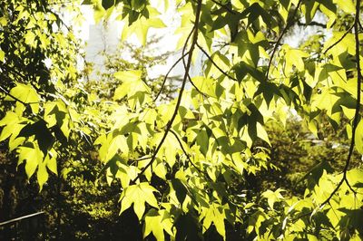 Close-up of tree