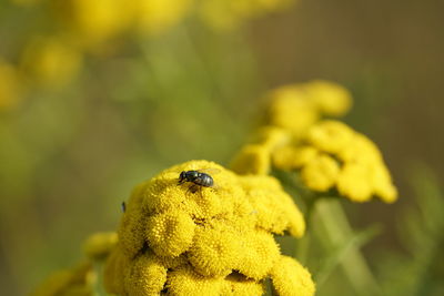 Close-up of insect on yellow flower