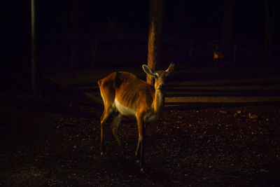 Deer standing on a field