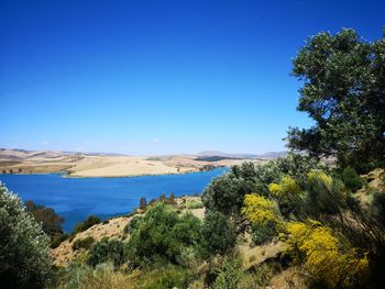 Scenic view of trees against clear blue sky