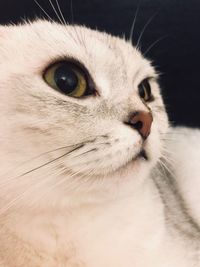 Close-up portrait of cat