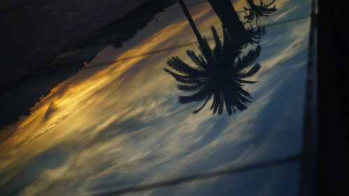 Low angle view of palm trees against sea