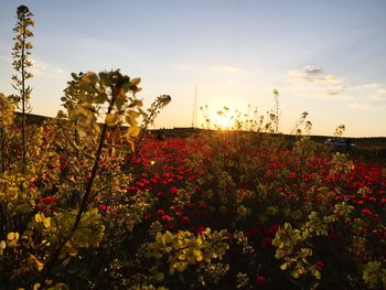 Flowering plants on field against sky during sunset