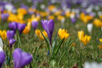 Close-up of purple crocus flowers on field