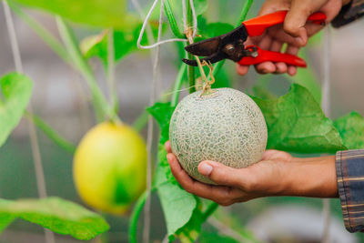 Midsection of man holding fruit