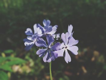 Close-up of purple flowering plant on field