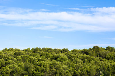 Low angle view of trees against sky