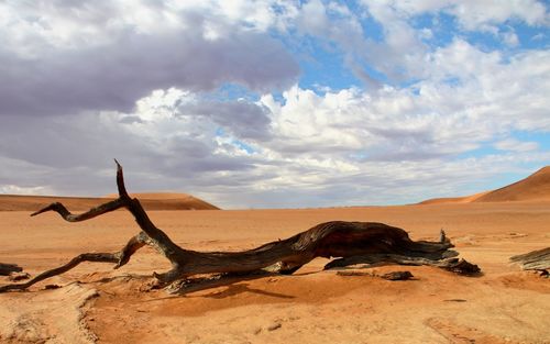Driftwood on sand dune in desert against sky