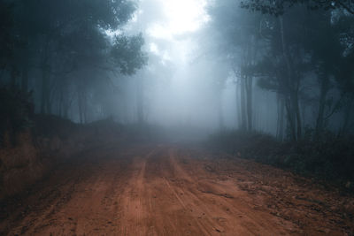 Dirt road in forest