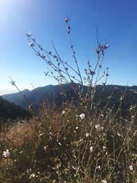 Plants growing on field against sky