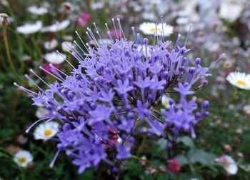 Close-up of purple flowers