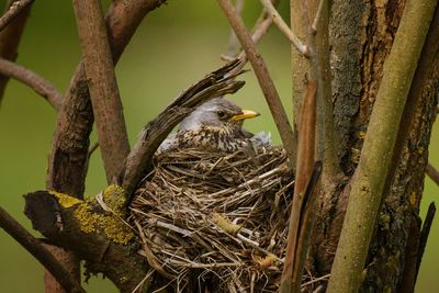 Close-up of bird perching on branch