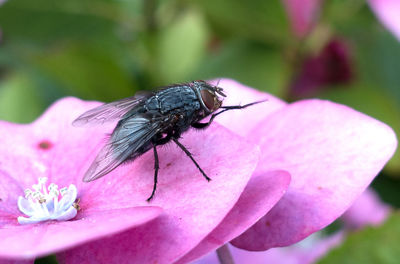 Close-up of housefly on pink flower at park
