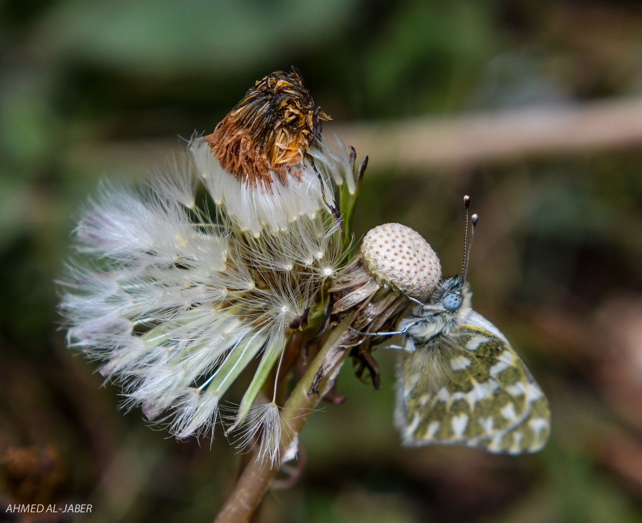 CLOSE-UP OF WILTED DANDELION