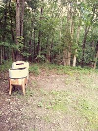 Chairs and trees on field in forest