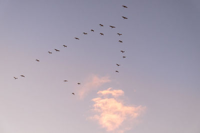 Low angle view of birds flying in sky