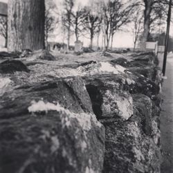 View of tree trunks on landscape