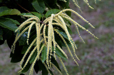 Close-up of flowering plant