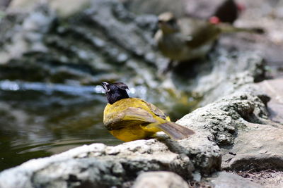 Close-up of bird perching on rock