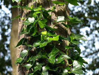 Close-up of fresh green leaves against blurred background