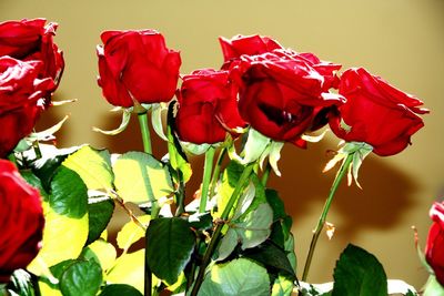 Close-up of red flowers