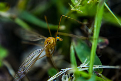 Close-up of insect on plant