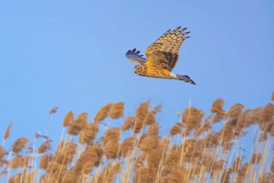 Low angle view of bird flying against clear blue sky