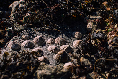 High angle view of a reptile on a field