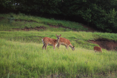 Horses standing on field against trees