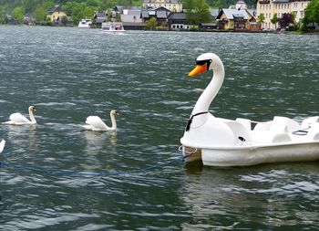 Birds in calm water