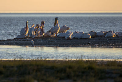 Birds by lake against sky during sunset