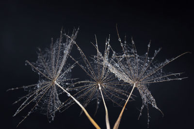 Close-up of dandelion against black background