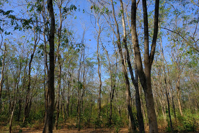 Trees in forest against sky