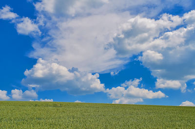 Scenic view of agricultural field against sky