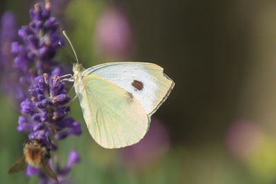 Close-up of butterfly on purple flower