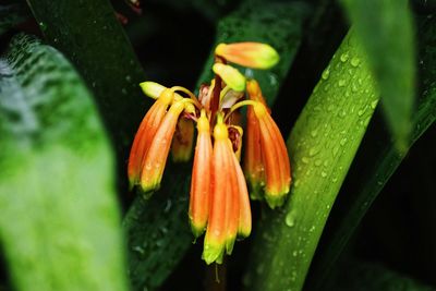 Close-up of wet flower plant