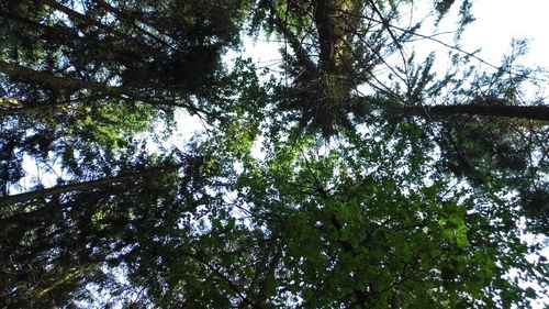 Low angle view of trees against sky