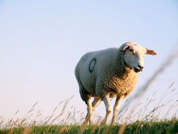 Sheep in a field