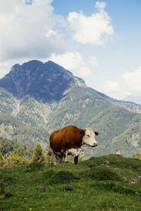 Cows on field against mountain range