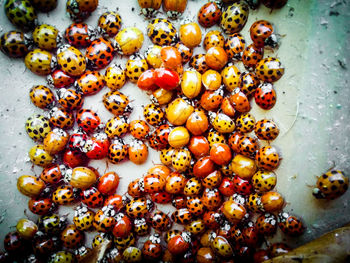 High angle view of fruits