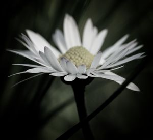 Close-up of white flower blooming against black background