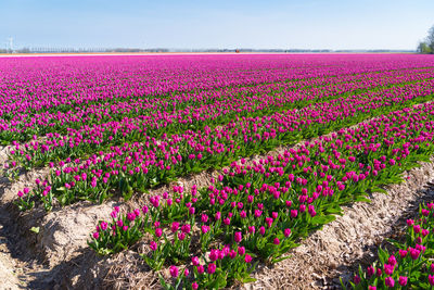 Pink flowering plants on land against sky