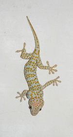 High angle view of lizard on floor