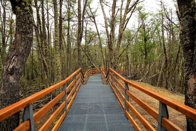 Footbridge in forest