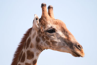 Close-up portrait of giraffe against clear sky