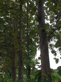 Low angle view of trees in forest