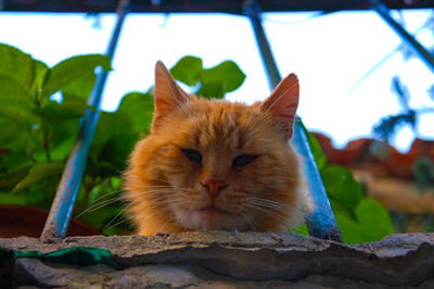 Close-up portrait of a cat